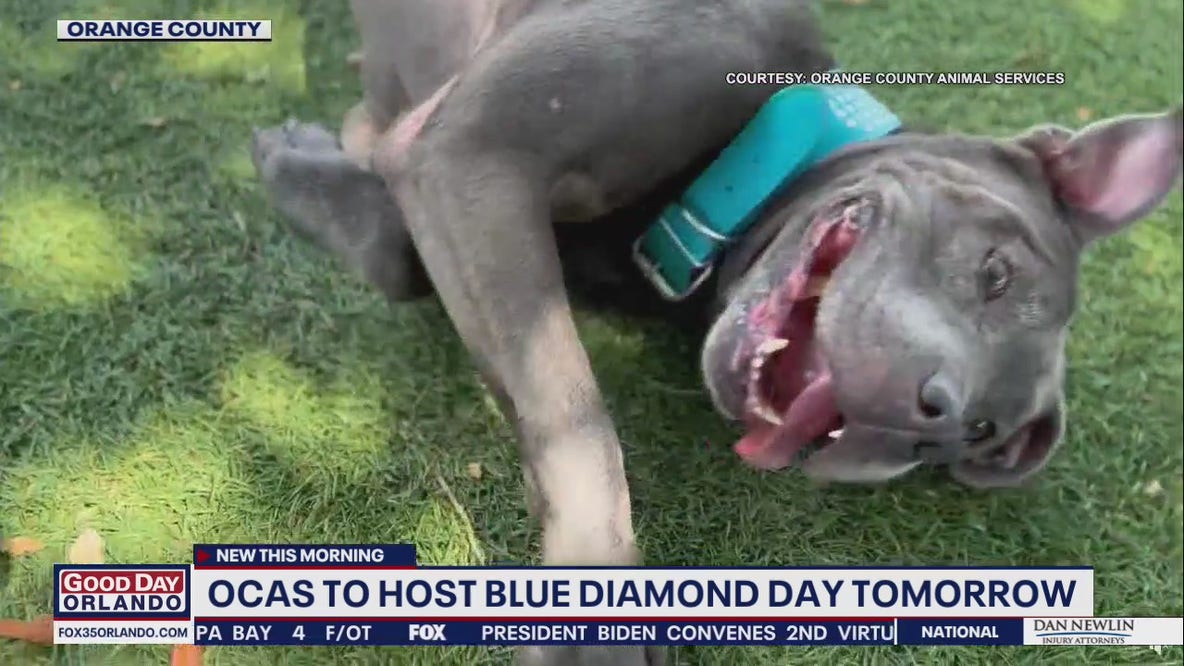 Blue Diamond Day: Orange County shelter hopes to get longtime resident adopted